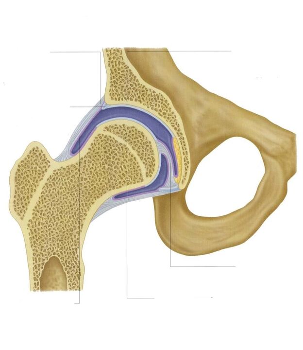 incised hip joint