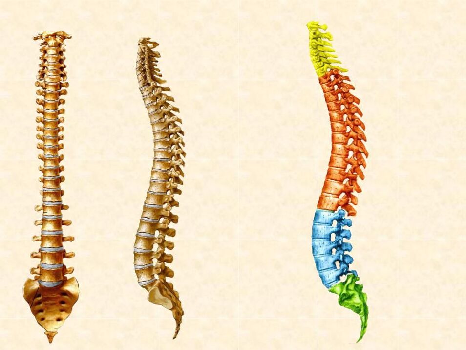 parts of the spine